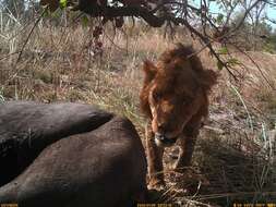 Image of Barbary lion