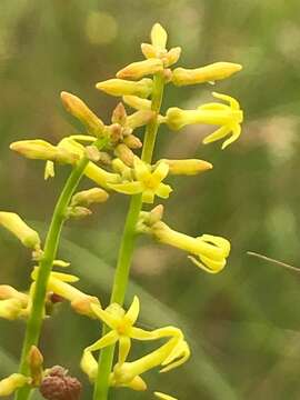 Image of Stackhousia viminea Sm.