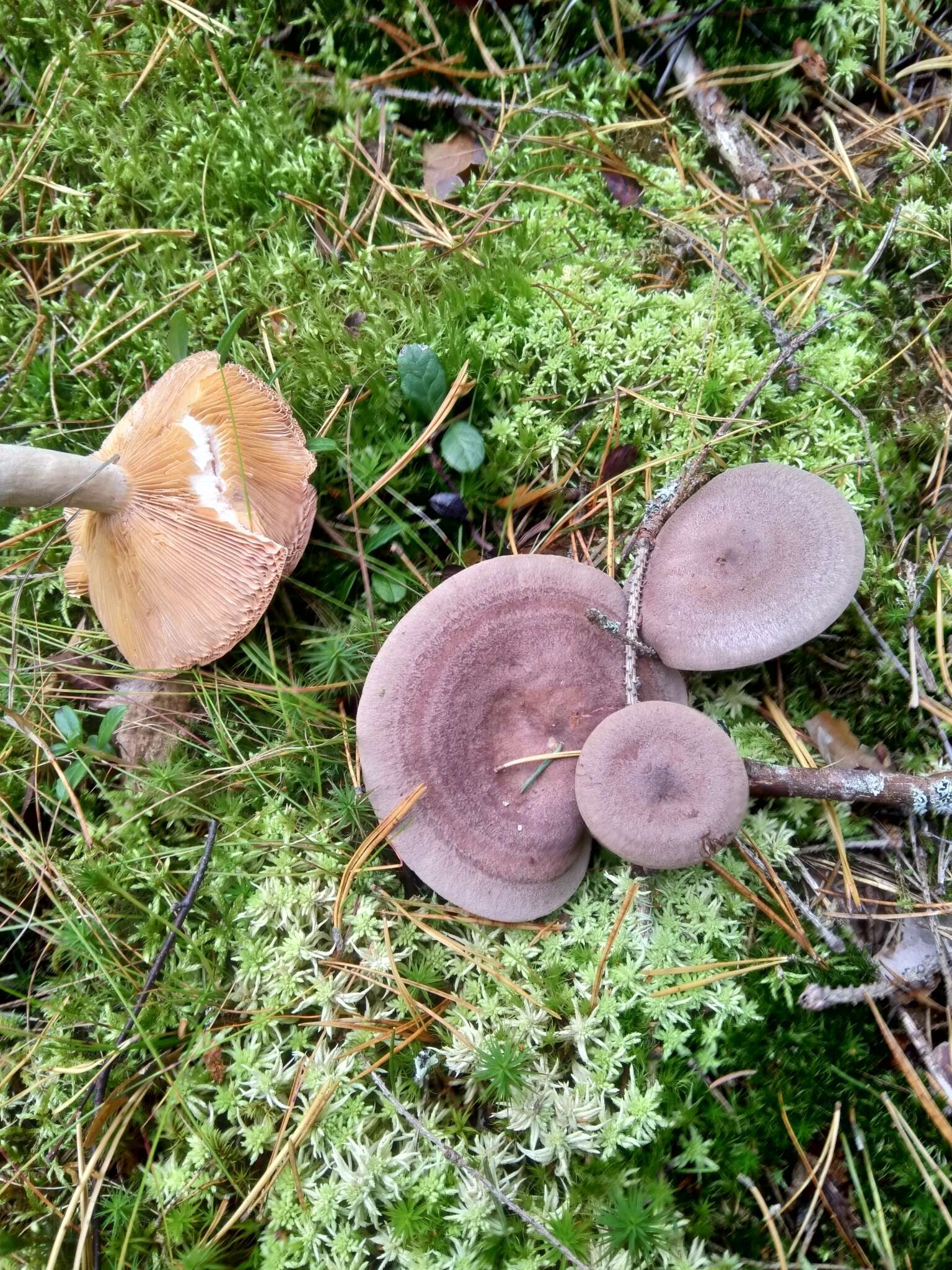 Image of Lactarius mammosus Fr. 1838