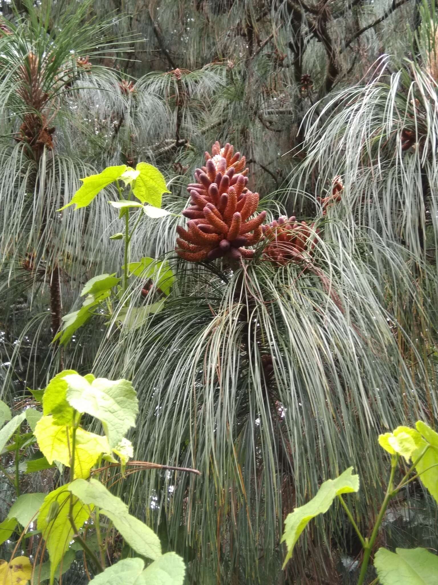 Image of Jelecote Pine