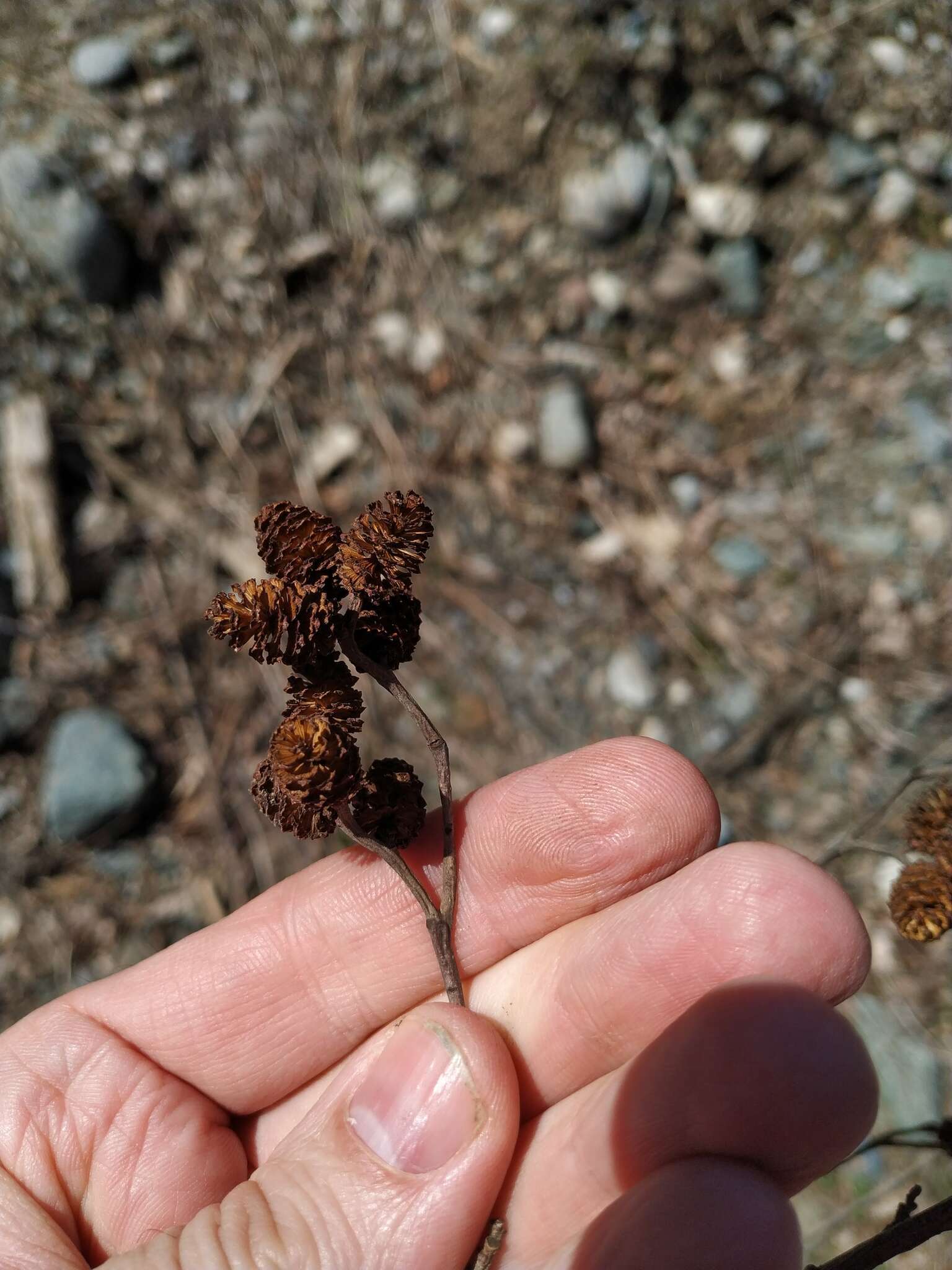 Imagem de Alnus glutinosa subsp. barbata (C. A. Mey.) Yalt.