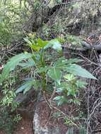 Image of Jatropha variifolia Pax