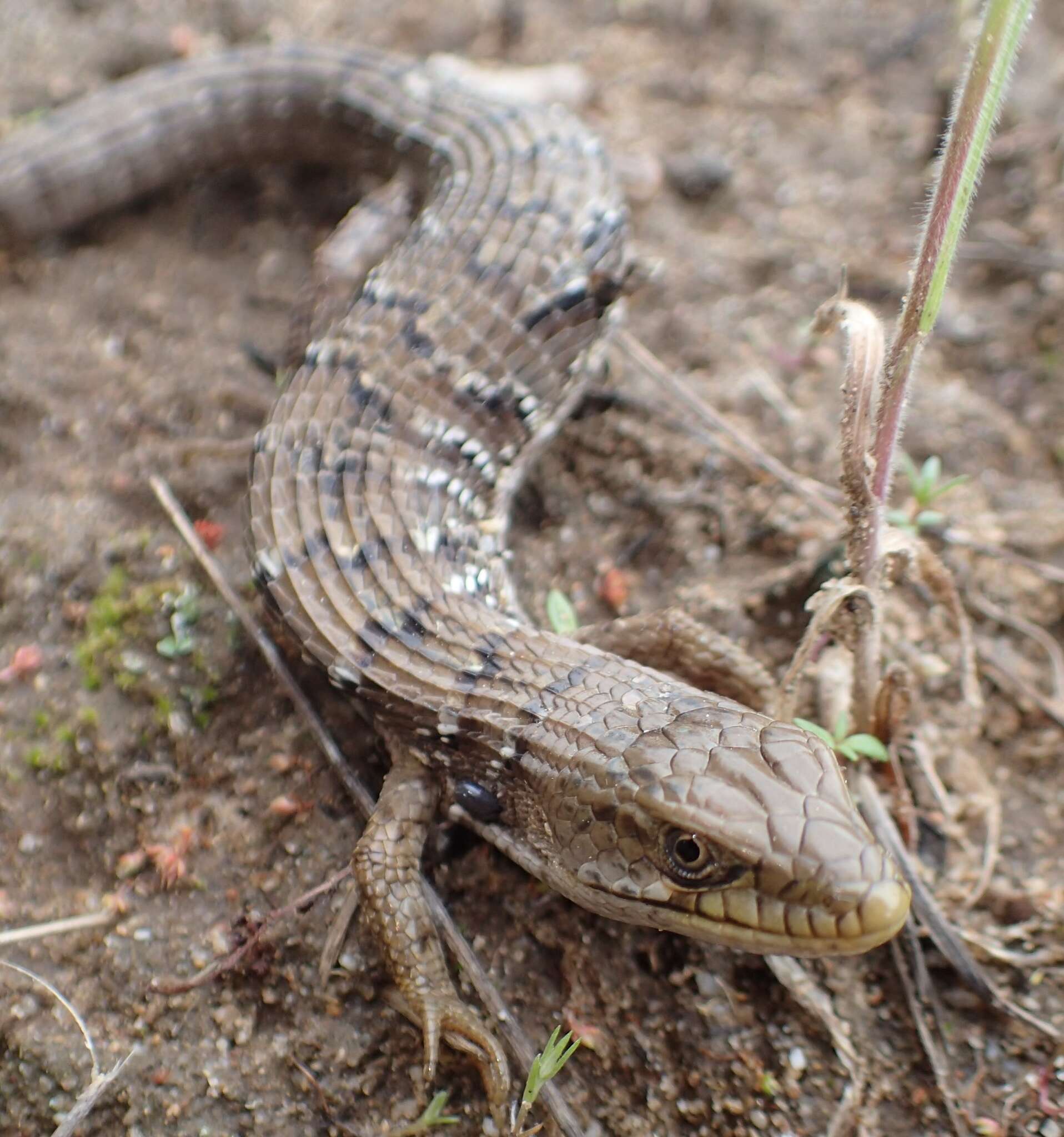 Image of Elgaria multicarinata multicarinata (Blainville 1835)