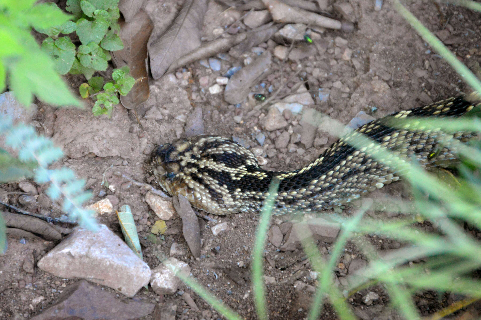 Image of Crotalus totonacus Gloyd & Kauffeld 1940