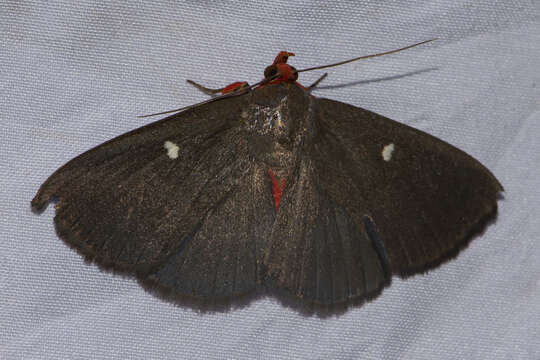 Image of Calesia dasyptera Kollar 1844