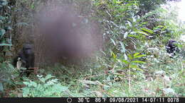 Image of Western Lowland Gorilla