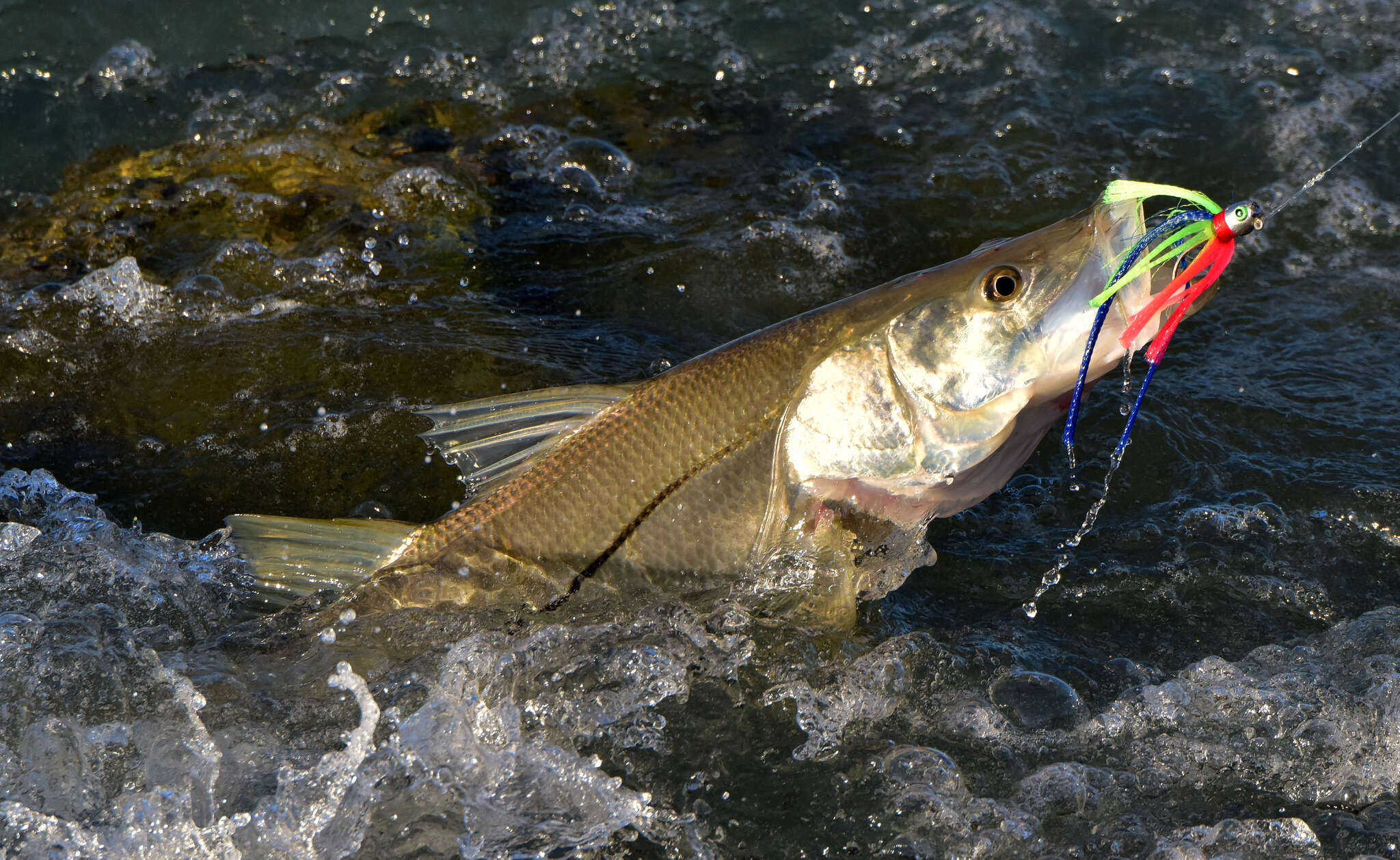 Image of Common Snook