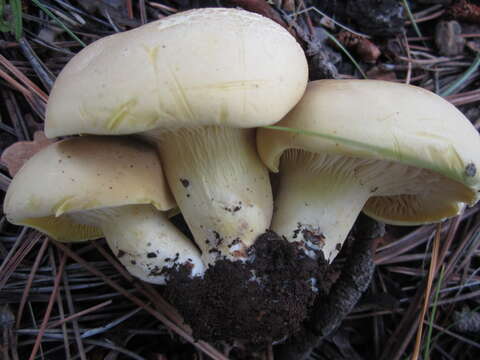 Image of Cantharocybe