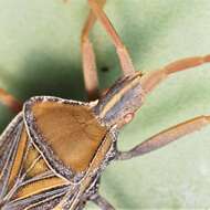 صورة Chelinidea canyona Hamlin 1923