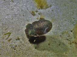 Image of Southern Bobtail Squid