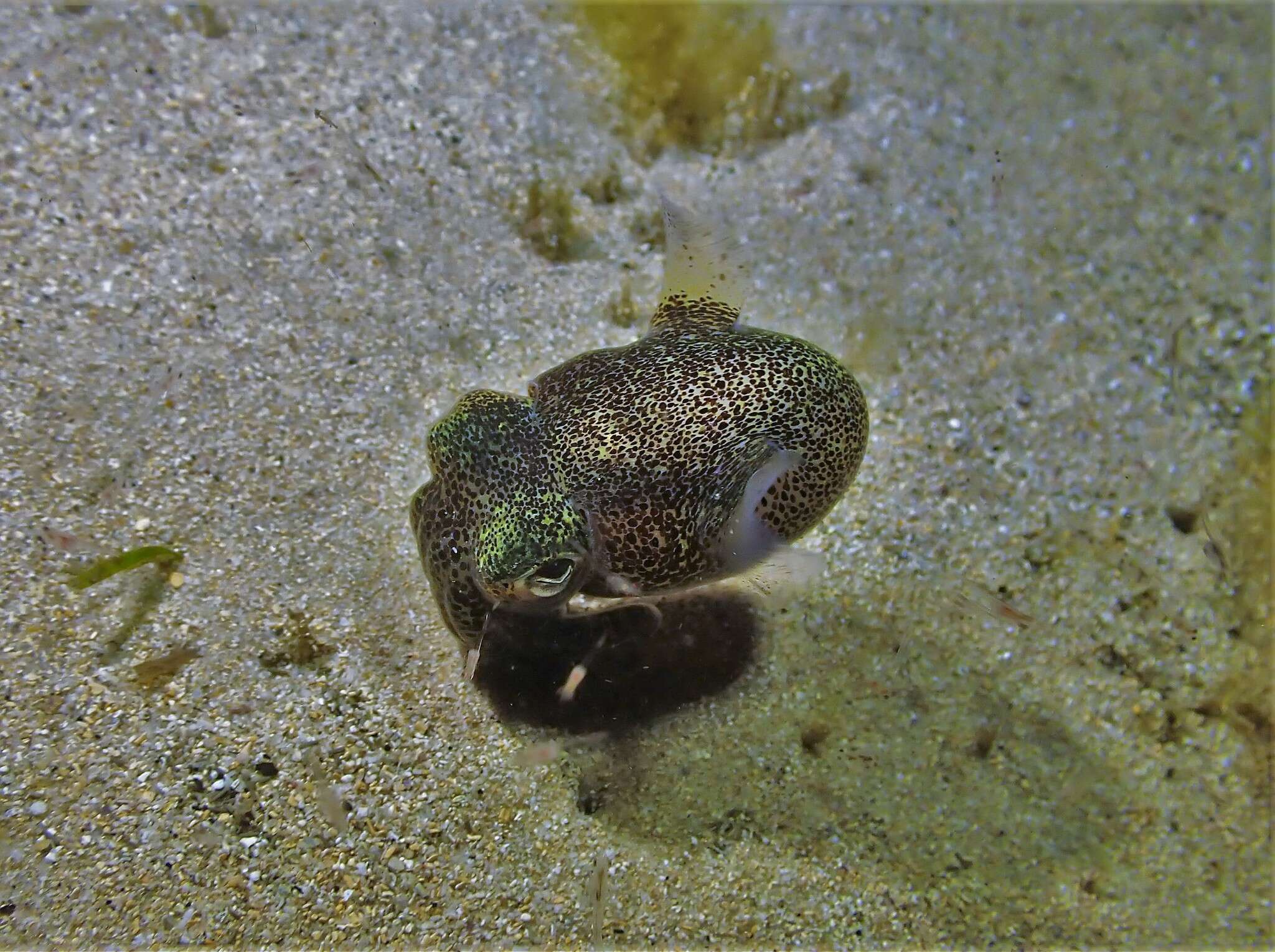 Image of Southern Bobtail Squid