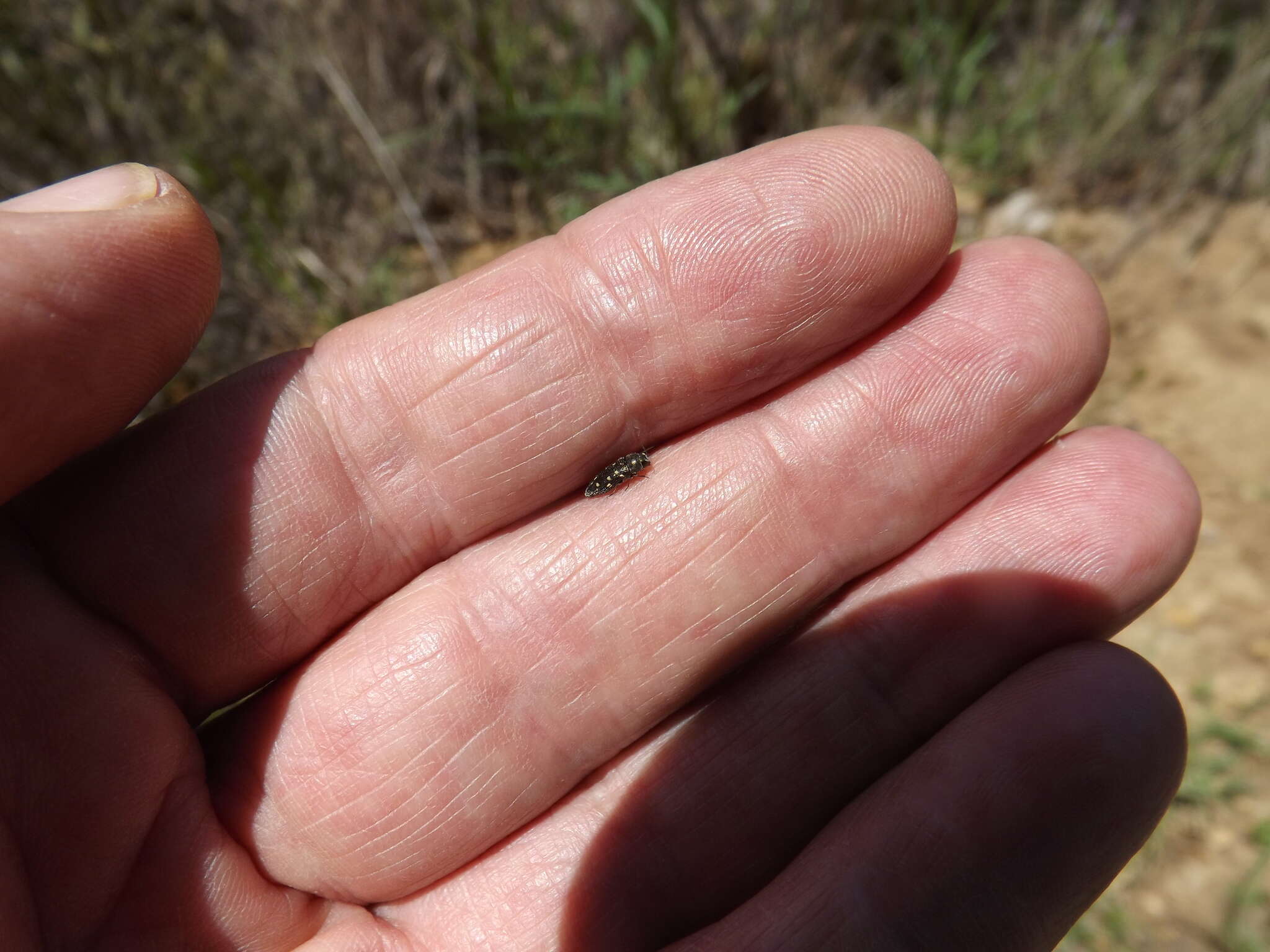 صورة Acmaeodera tubulus (Fabricius 1801)