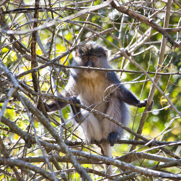 Слика од Cercopithecus mitis labiatus I. Geoffroy Saint-Hilaire 1842