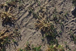 Image of hardgrass