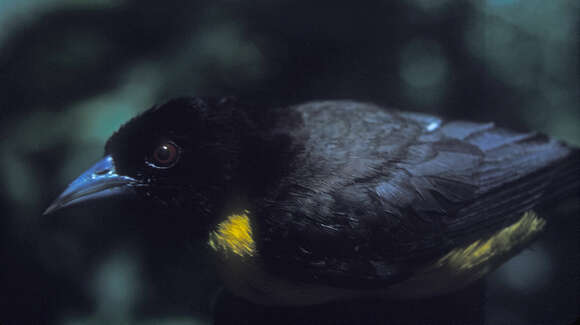 Image of Dark-backed Weaver