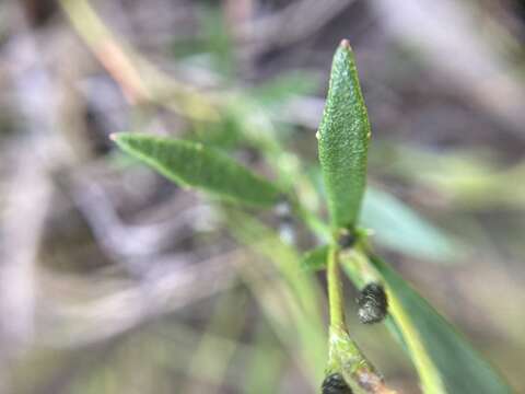 Image of Dampiera linearis R. Br.