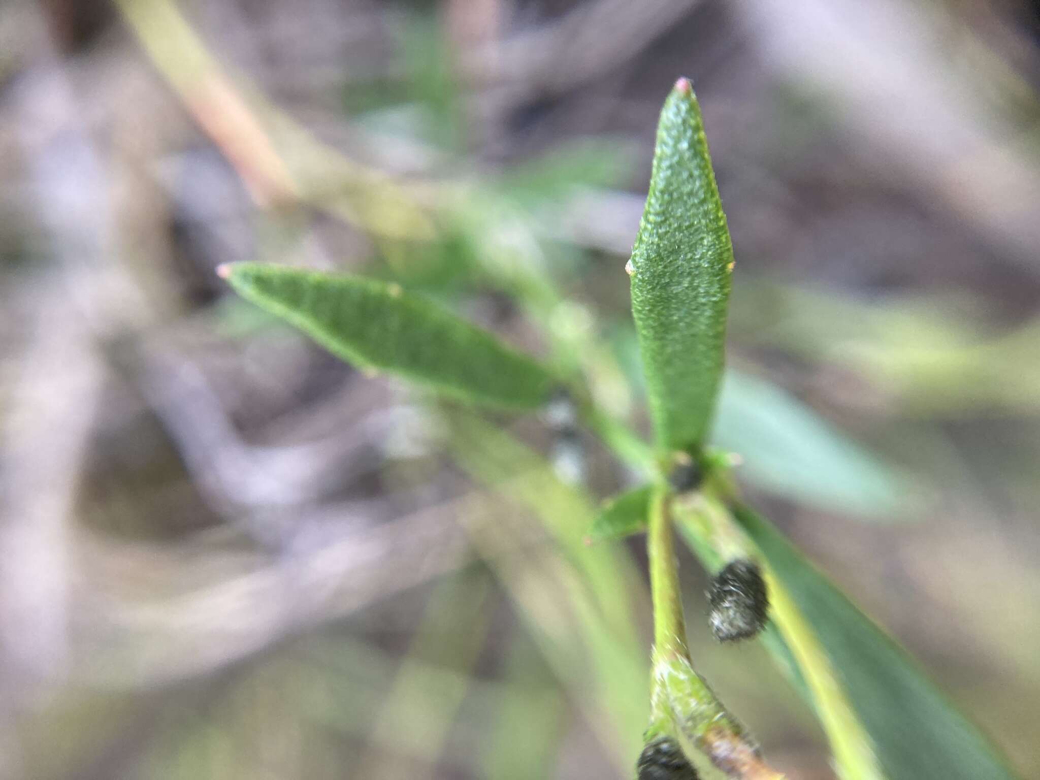 Image of Dampiera linearis R. Br.