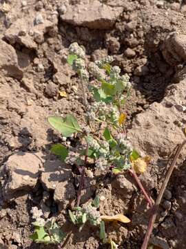 Plancia ëd Chenopodium prostratum Bunge ex Herder