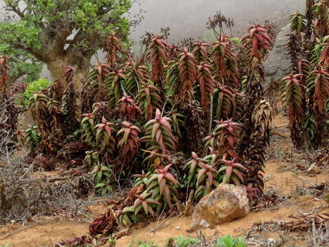 Aloe pearsonii Schönland resmi