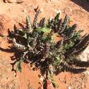 Image of Acanthopsis tetragona H. M. Steyn