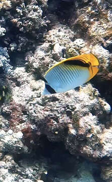 Image of Pig-face Butterflyfish