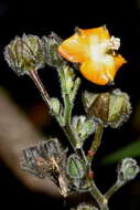 Image of Abutilon haenkeanum K. Presl