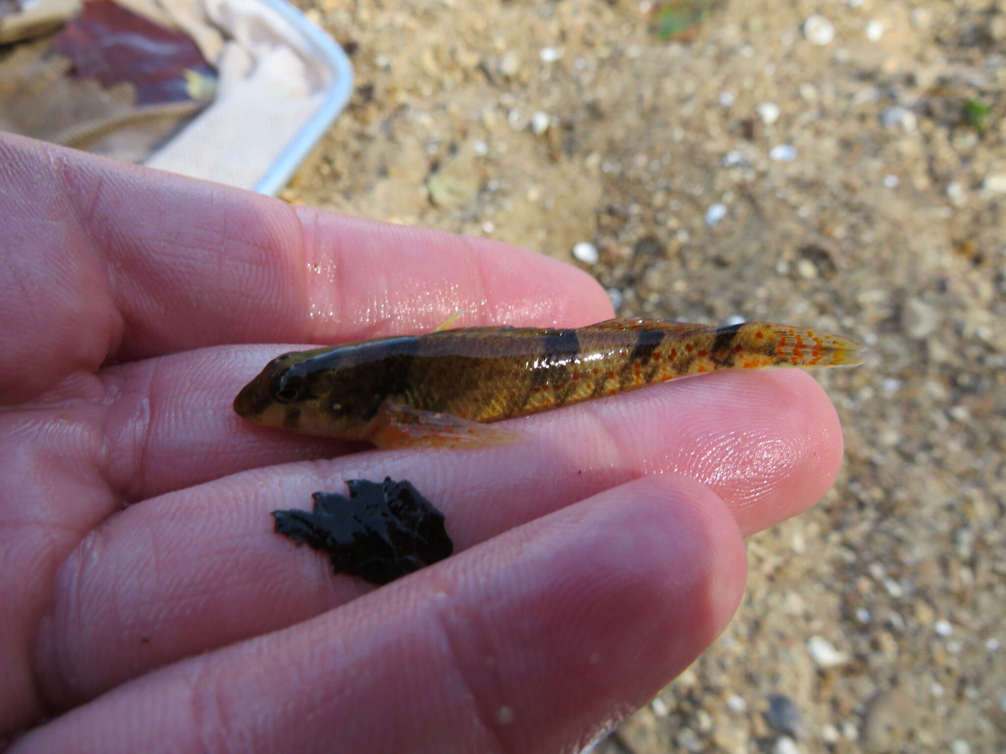 Image of Meramec Saddled Darter