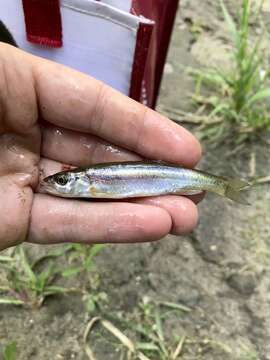 Image of Redside Dace