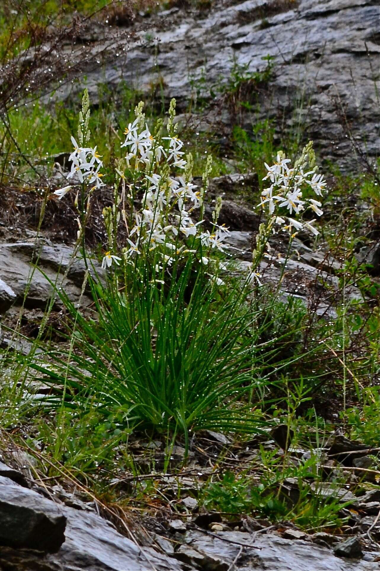 Image of St. Bernard’s lily