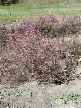 Image of smallflower tamarisk