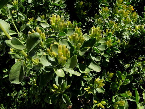 Image de Pteronia divaricata (Berg.) Less.