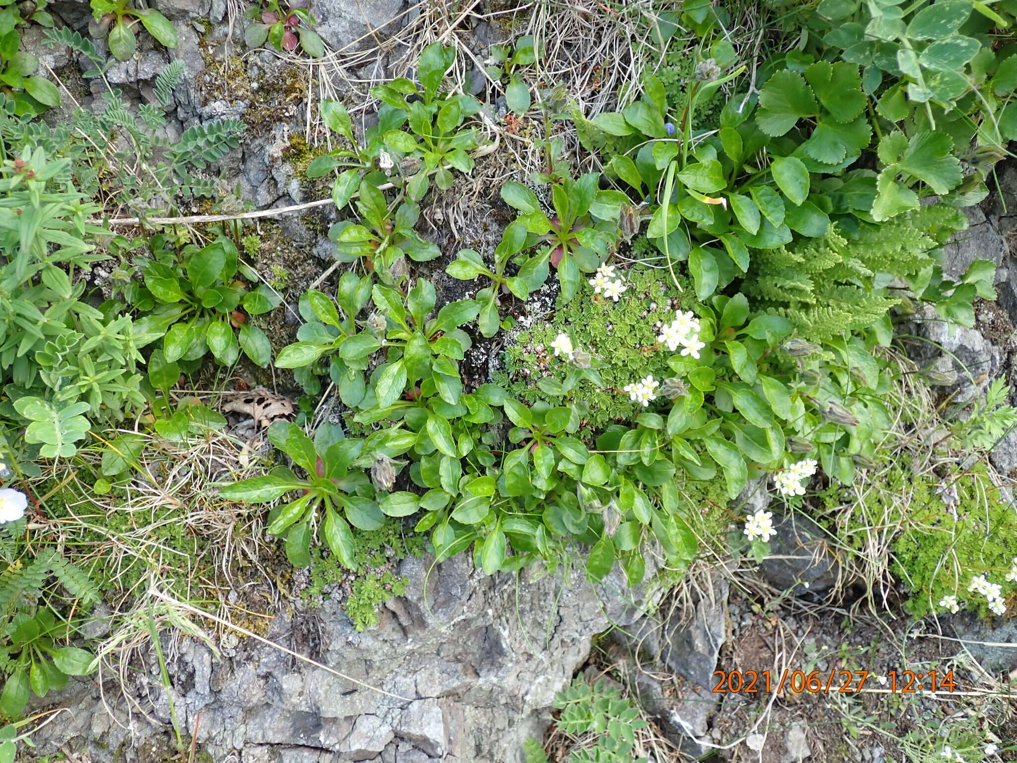 Image of hairyflower bellflower