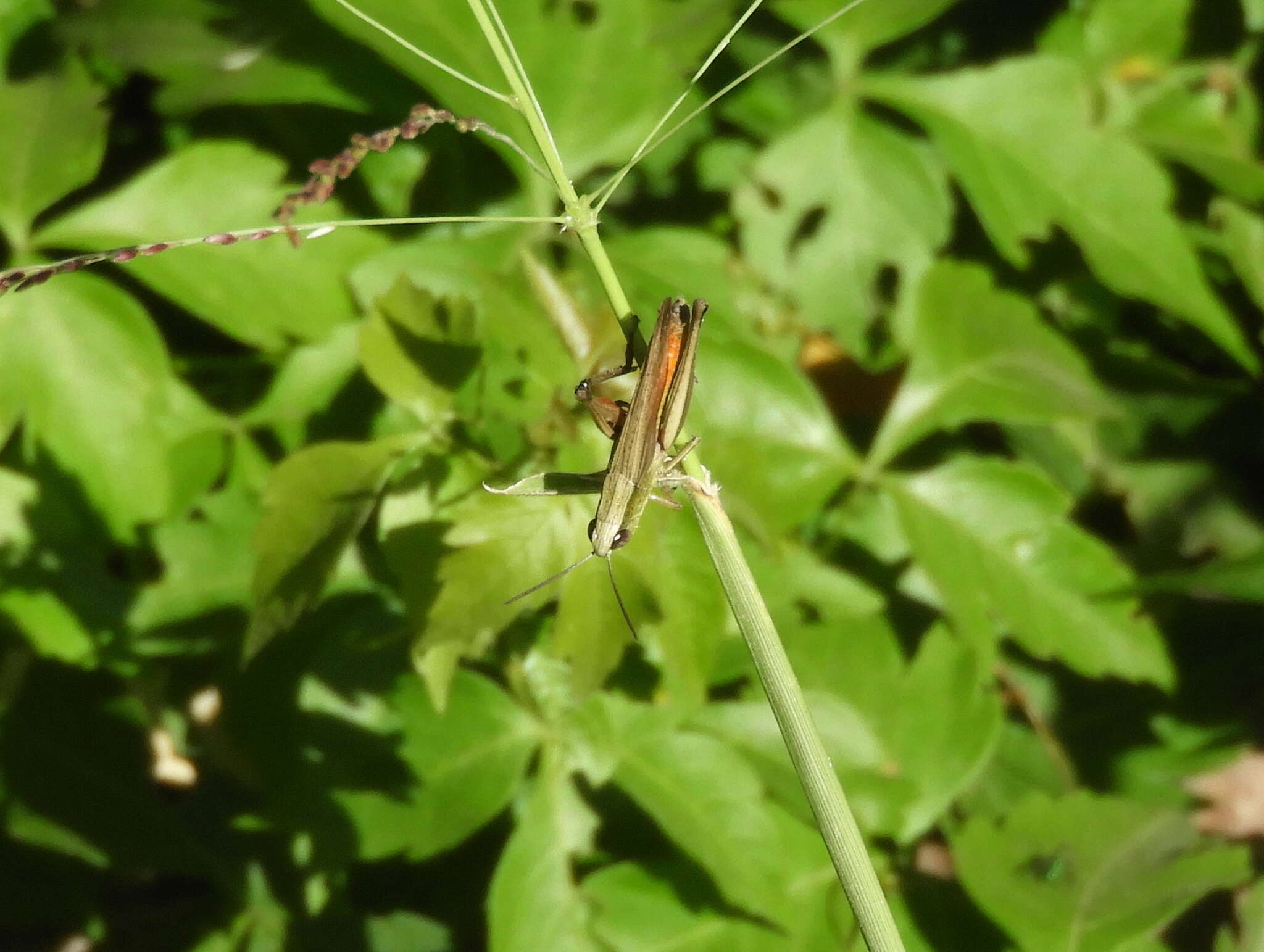 Слика од Amblytropidia australis Bruner & L. 1904