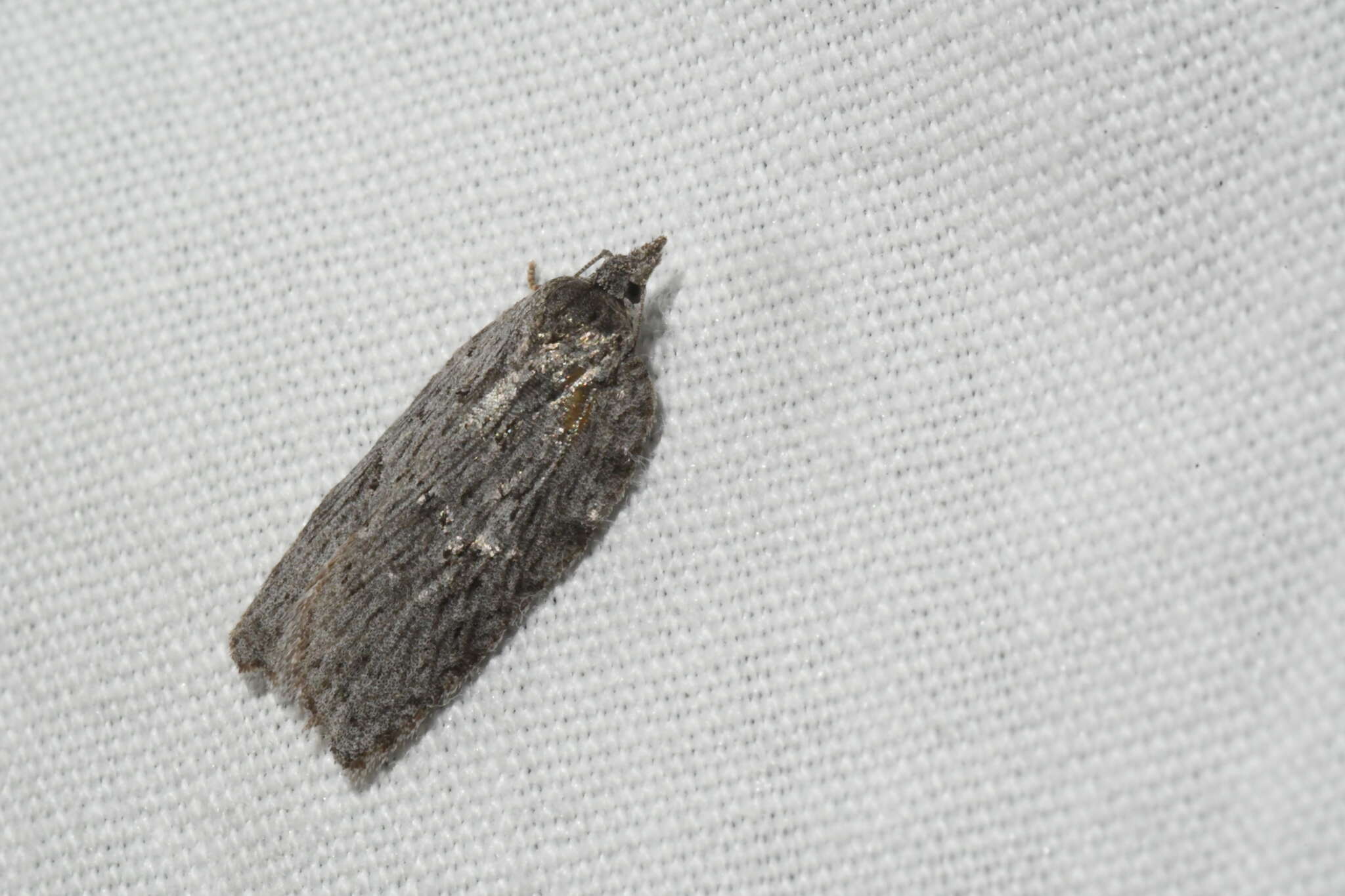 Image of Acleris maximana Barnes & Busck 1920