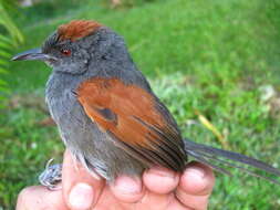 Image of Slaty Spinetail