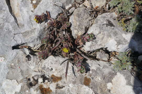 Euphorbia petrophila C. A. Mey. resmi