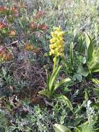 Image of Small-dotted Orchis