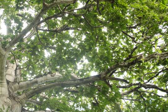 Image of Panama tree