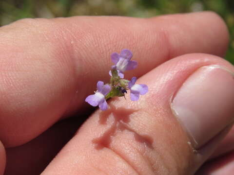 Plancia ëd Nuttallanthus canadensis (L.) D. A. Sutton