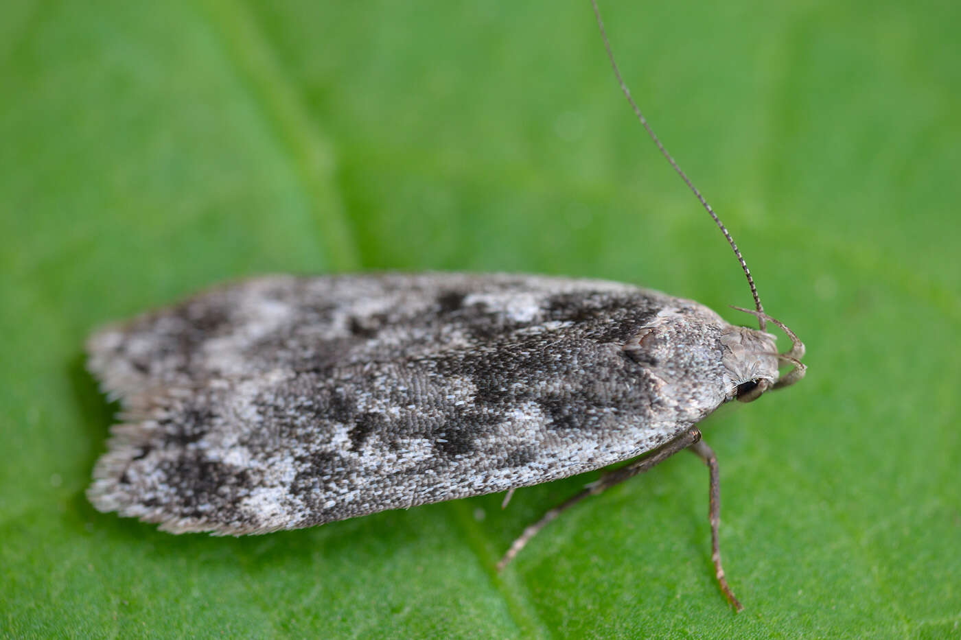 Image of birch sober