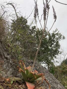 Image of Aloe affinis A. Berger