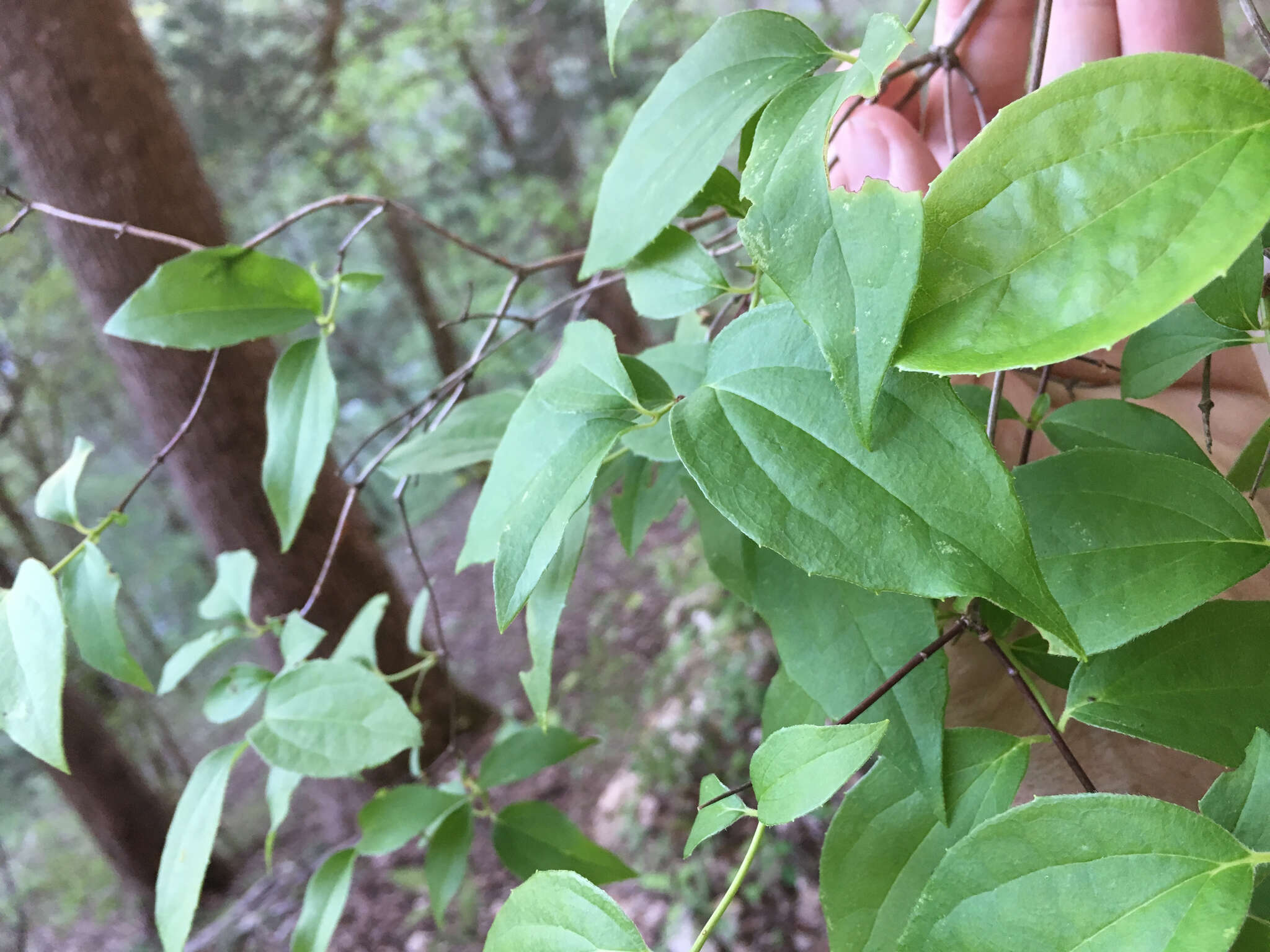 Image of scentless mock orange