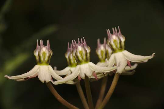 Image of Asclepias gibba var. gibba