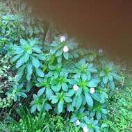 Impatiens sodenii Engl. & Warb. ex Engl. resmi