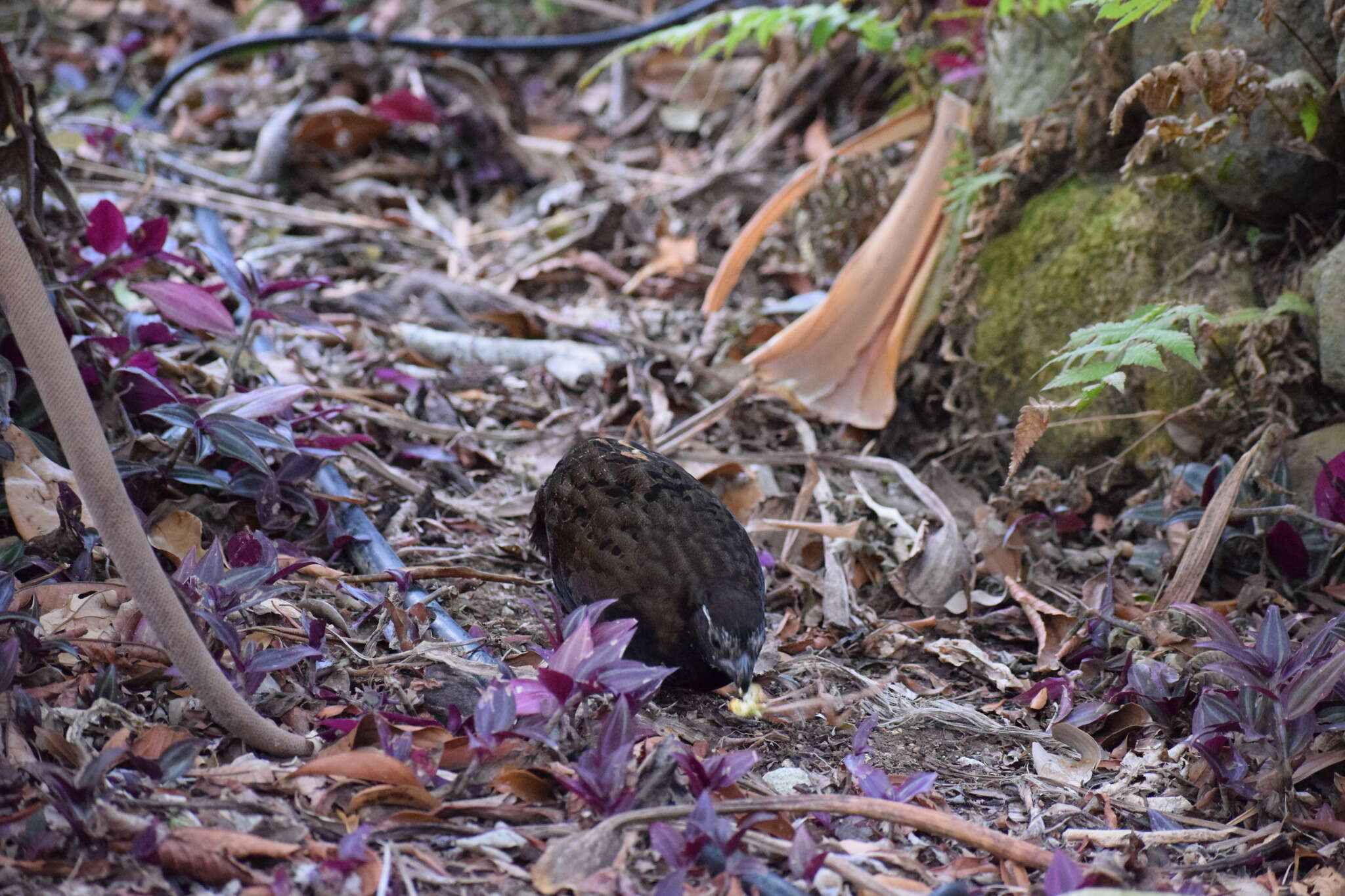 Image of Black-breasted Wood Quail