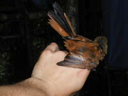 Image of Black Fantail