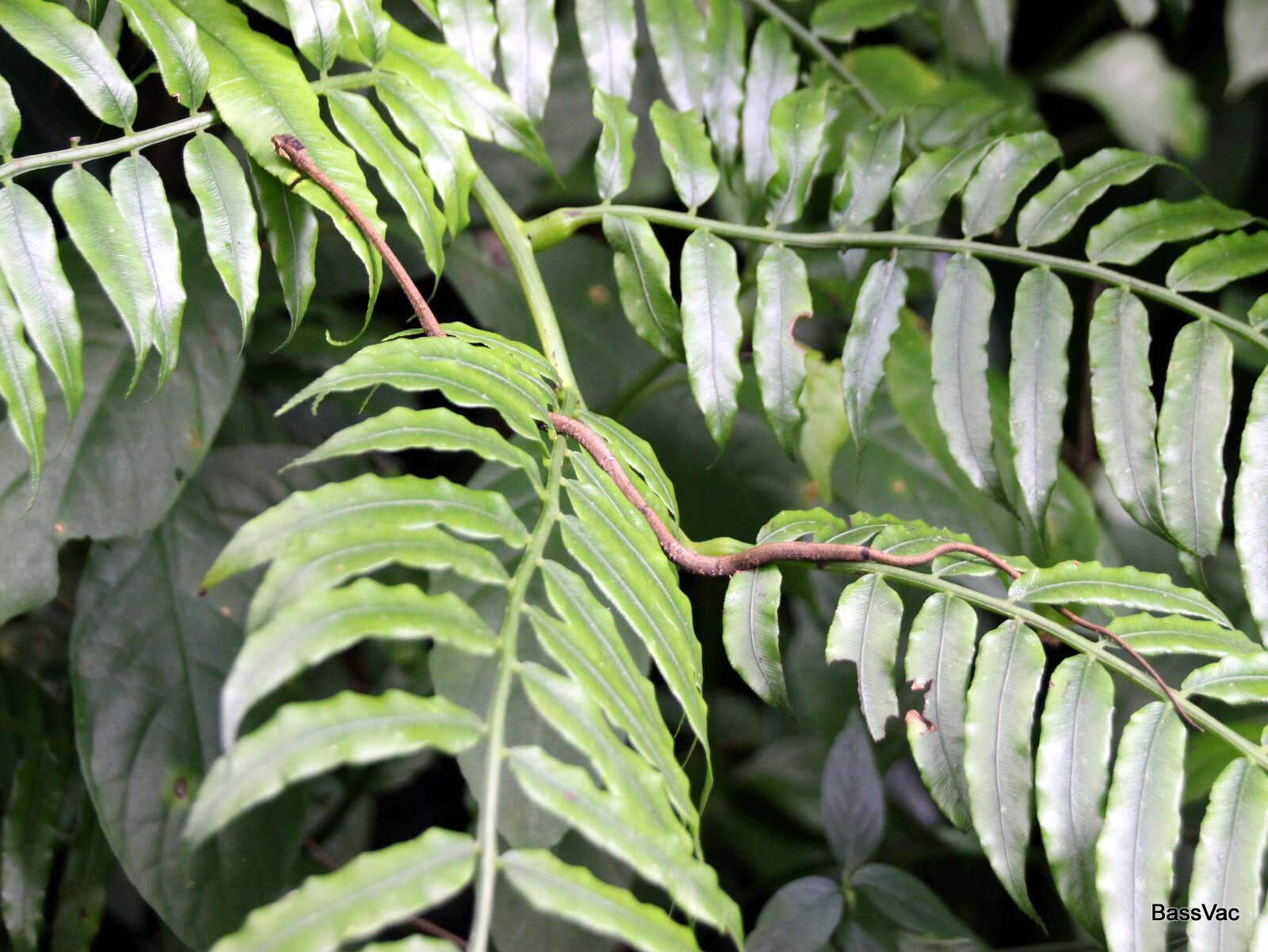 Image of Blunt-head Slug Snake