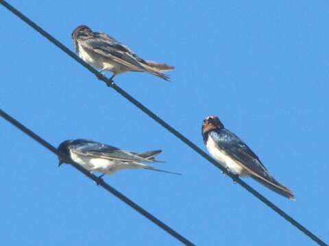 Image of Hirundo rustica rustica Linnaeus 1758