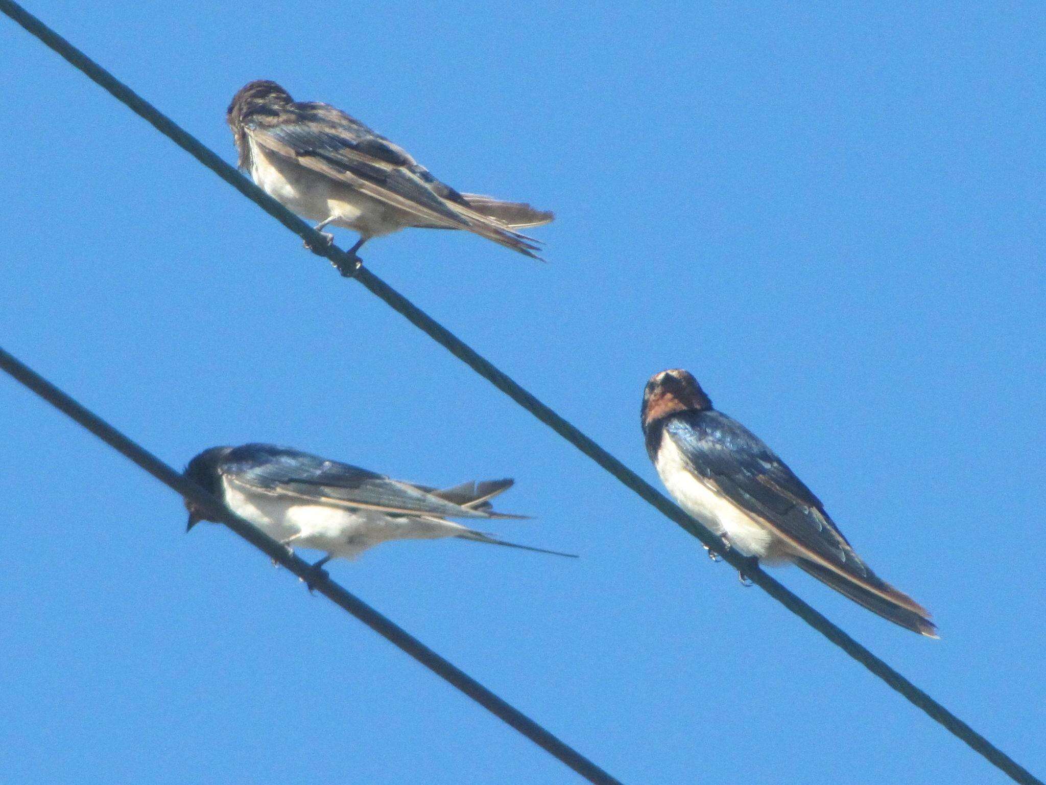 Image of Hirundo rustica rustica Linnaeus 1758