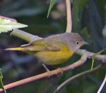 Leiothlypis ruficapilla (Wilson & A 1811) resmi